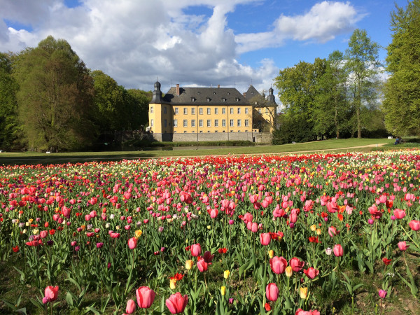 Tulpenbluete-im-Schlosspark-von-Schloss-Dyck