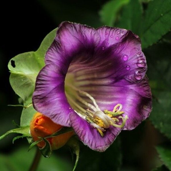 Lilane-Blüte-der-Glockenrebe-mit-ihren-Staubgefäßen