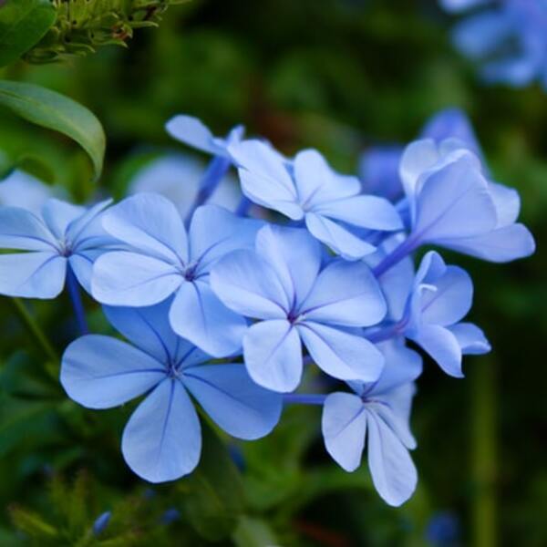 Kap-Bleiwurz-mit-phloxartigen-Blüten-in-Himmelblau