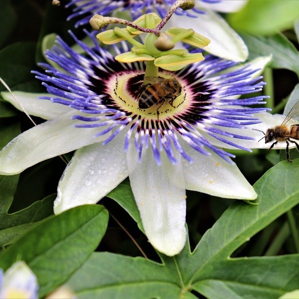 Nahaufnahme-Passionsblume-mit-Bienen
