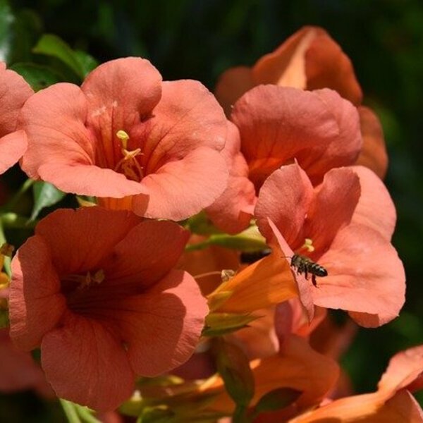 Trompetenblume-mit-trompetenartigen-Blüten-in-leuchtendem-Orange
