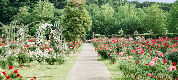 Weg durch einen Rosengarten
