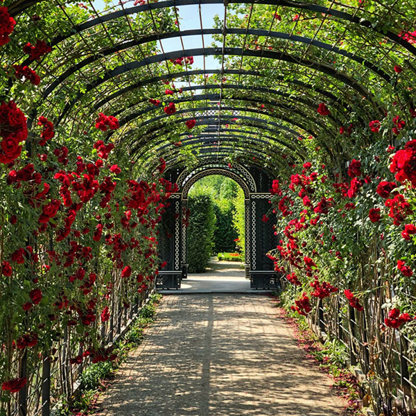 Ein Weg der unter Rosenbögen mit roten Rosen vorbei führt