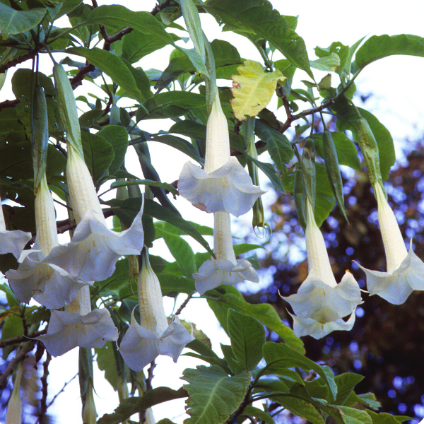 Engelstrompete mit vielen weißen trompetenartigen Blüten