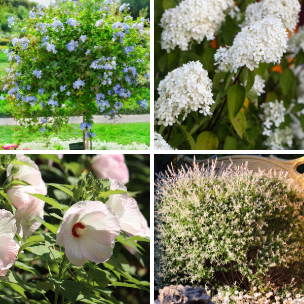 Eine Auswahl an Ziergehölzen für die Terrassenbepflanzung wie Plumbago, Rispenhortensie, Roseneibisch und Harlekinweide