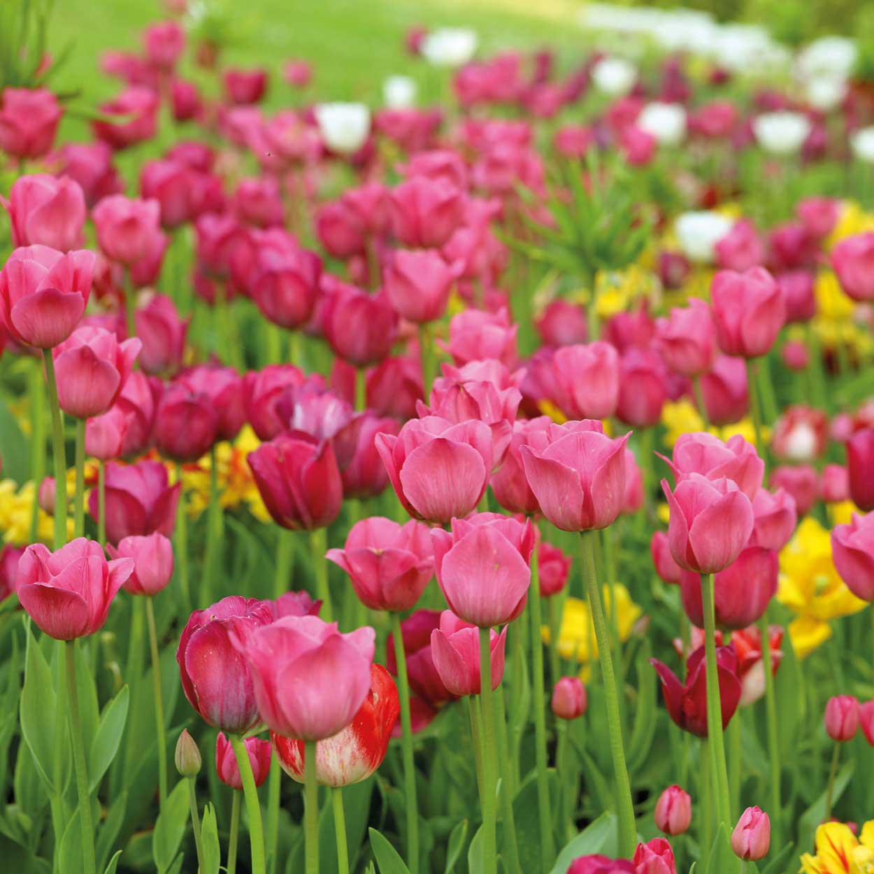 Klimaexperten: Das Bild zeigt ein blühendes Beet mit rosa, weißen und gelben Tulpen vor grünem Rasen als Hintergrund