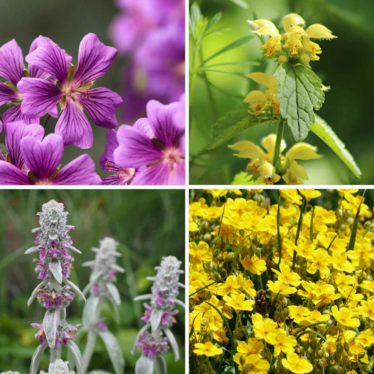 Collage aus besonders trockenheitsangepassten Pflanzen: Storchschnabel, Goldnessel, Wollziest und Sonnenröschen