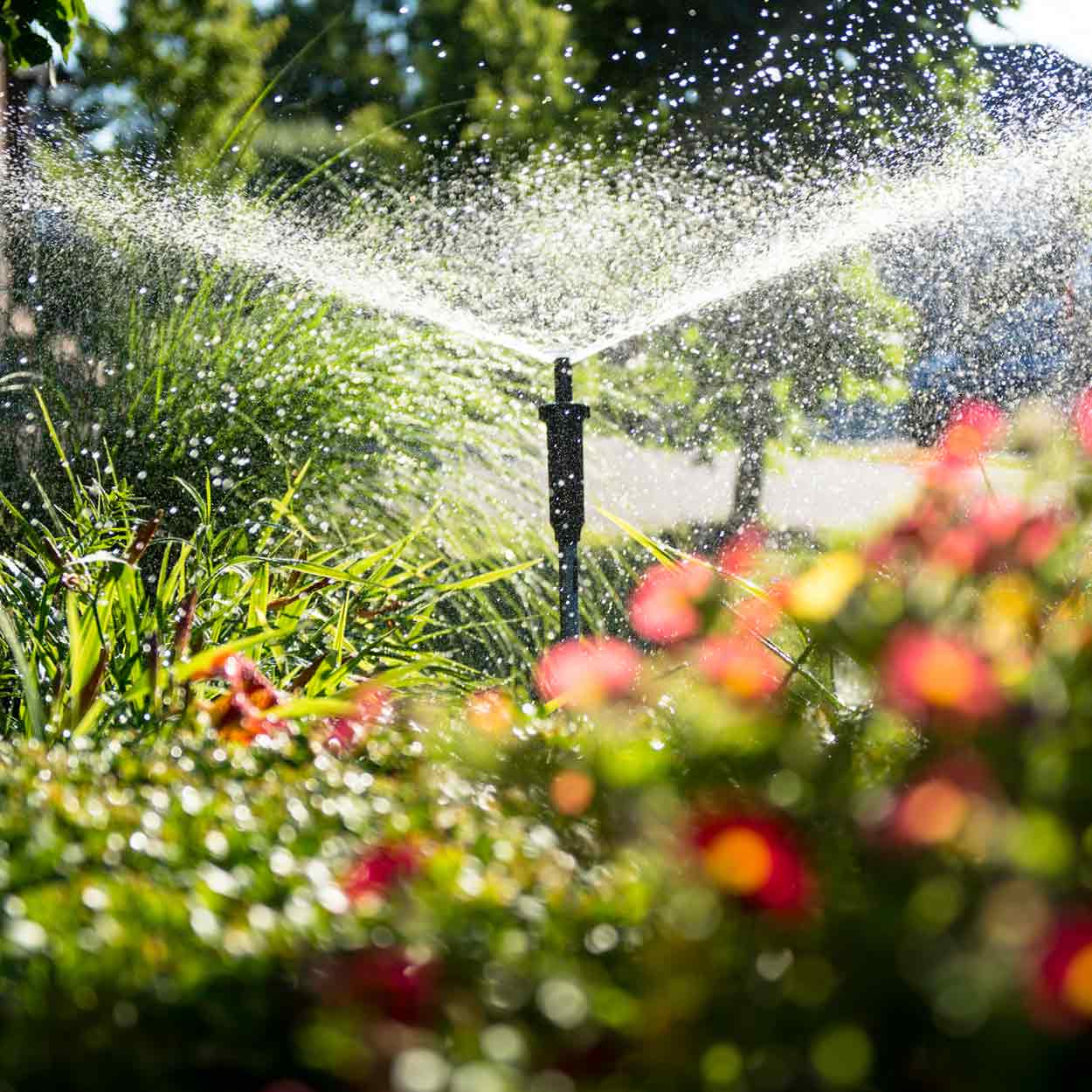 Zu sehen ist ein Bewässerungssystem mit kreisendem Strahl im blühenden Gartenbeet