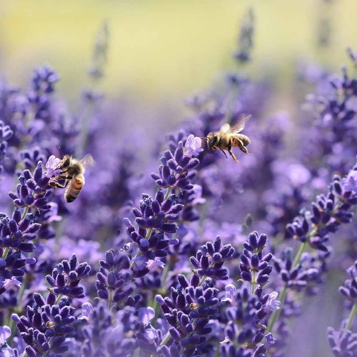 Geeignete Pflanzen für den Klimawandel: üppiger blauer Lavendel mit Honigbienen