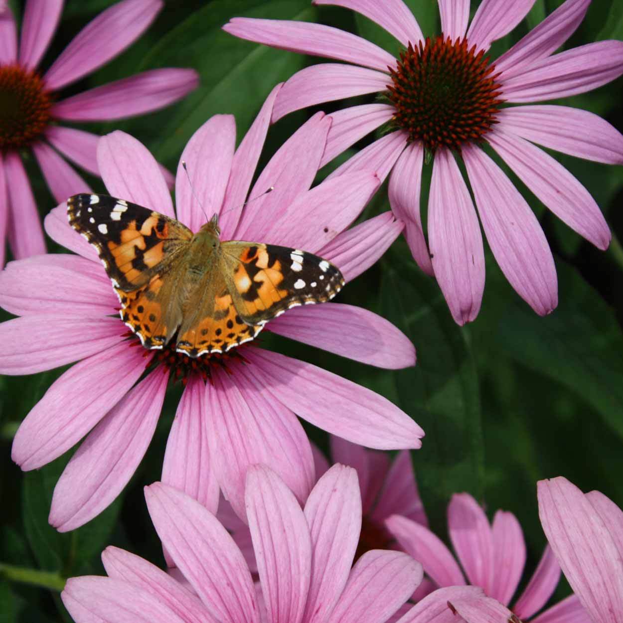 Pflanzen für den Klimagarten: Schmetterling Kleiner Fuchs auf rosa Sonnenhut