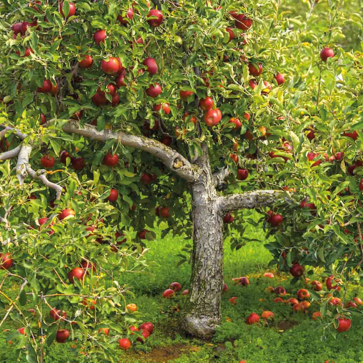Alte Obstsorten: knorriger Apfelbaum mit roten Früchten