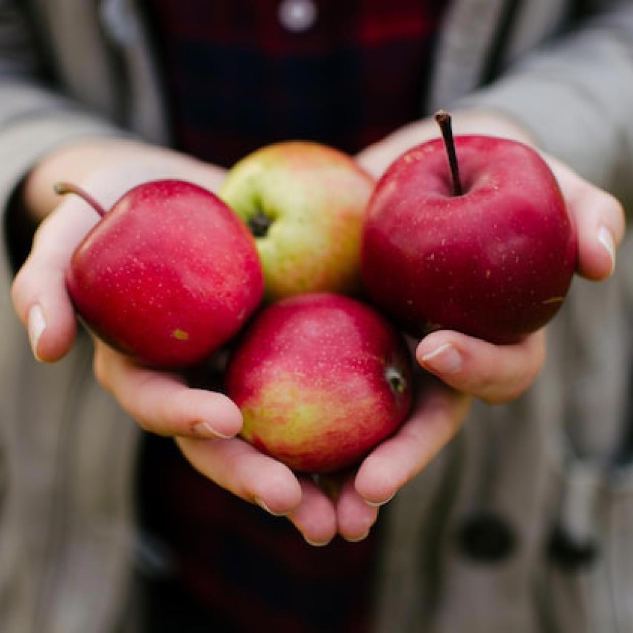 Alte Obstsorten: Eine Handvoll frisch geernteter roter Äpfel