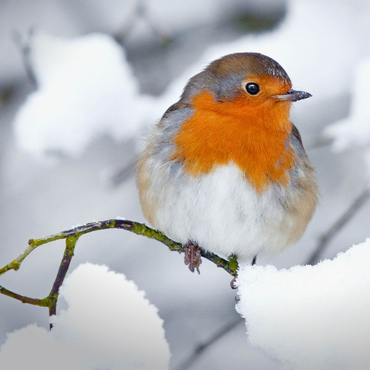 Mit Vogelfuetterung Rotkehlchen im Winter genügend Energie zuführen 