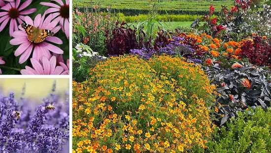 Collage trockenheitstoleranter Pflanzen für den Klimagarten: Sonnenhut, Lavendel und Beetbepflanzung