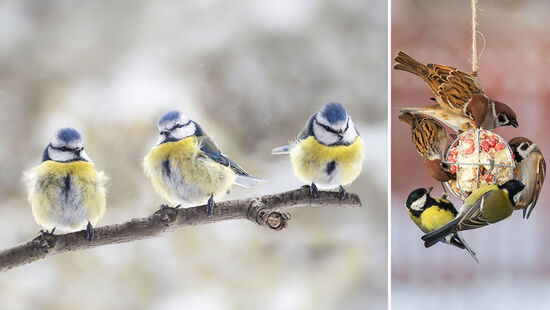Vogelfütterung im Winter